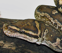 Angolan Python - Lehigh Valley Zoo