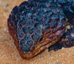 Shingleback Skink