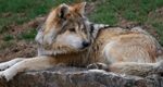 Lehigh Valley Zoo Mourns Mexican Gray Wolf, Alpha