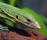 Green Tree Monitor