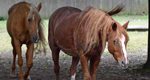 Lehigh Valley Zoo Grieves Sparkles the Palomino Horse