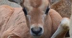Lehigh Valley Zoo Welcomes Newborn Oryx Calf