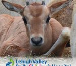 ZooBorns – Male Scimitar-Horned Oryx Calf Born at LVZoo!