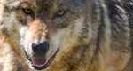 The Mexican Gray Wolf Exhibit Has Added a 5-Year-Old Female, Magdalena