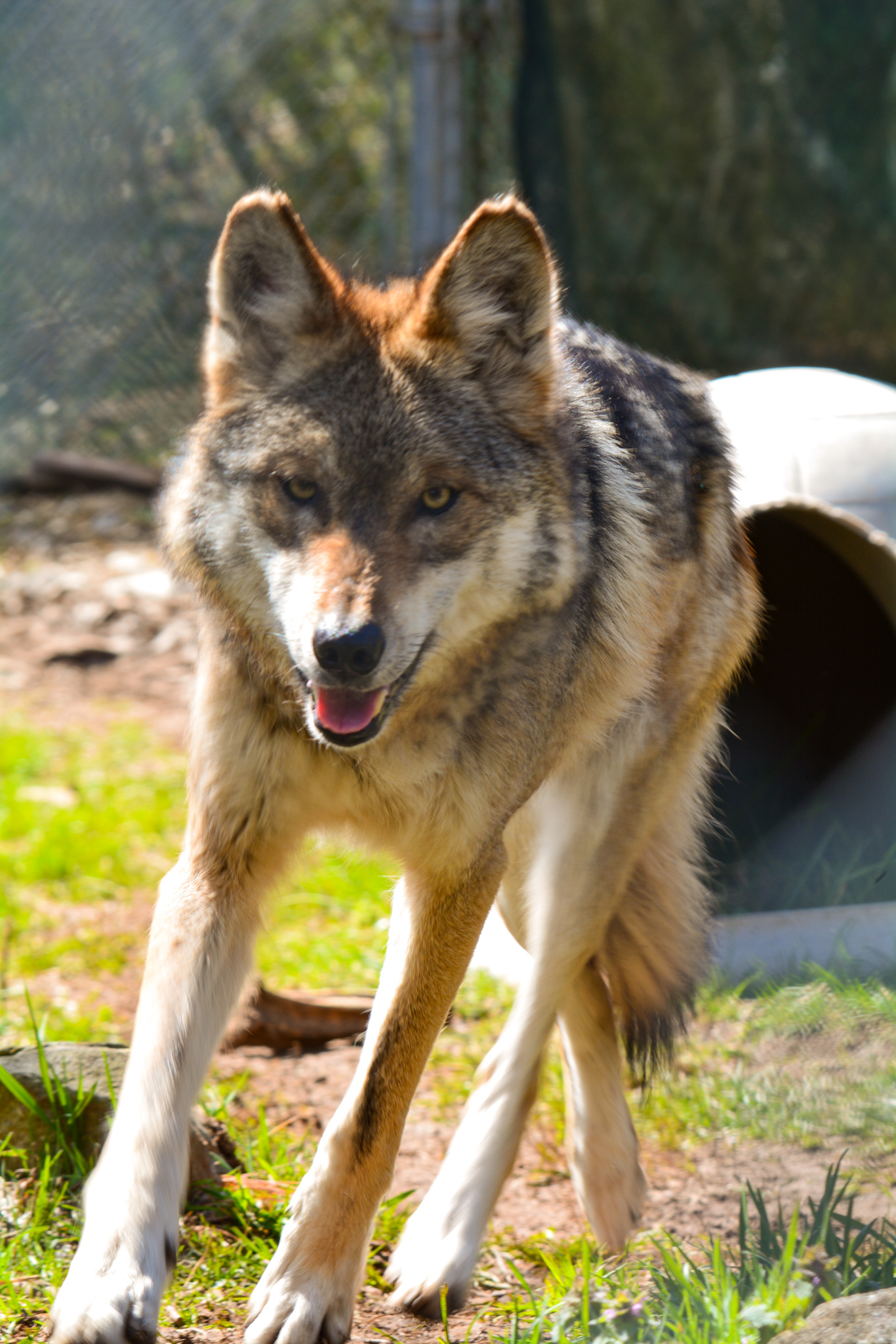 The Mexican Gray Wolf Exhibit Has Added a 5-Year-Old Female, Magdalena ...