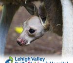 ZooBorns – Hopping for Joy Over the Announcement of Two Kangaroo Joeys!