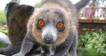 Lehigh Valley Zoo Mourns Mongoose Lemur Devlyn