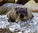 Keeping Animals Cool in the Heat