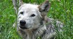 Lehigh Valley Zoo Mourns the Loss of Beta the Mexican Gray Wolf