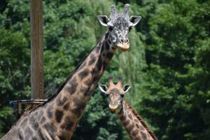 Masai giraffes Murphy & Tatu