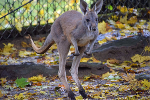 Kangaroo joey hops around its enclosure