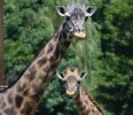Charismatic Megafauna