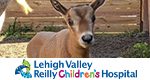 Lehigh Valley Zoo Welcomes Its Third Oryx Calf