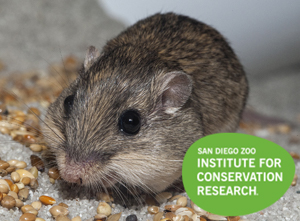 Pacific Pocket Mouse
