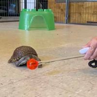 Photo of Cody the Turtle