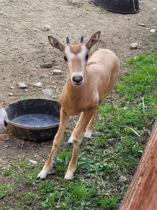 Photo of a young Scimitar Horned Oryx calf born in March of 2021