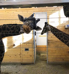 Photo of Lehigh Valley Zoo's resident Masai Giraffes - Murphy (on the left) and Tatu (on the right)