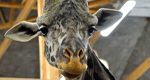 Senior Giraffe Murphy Receives Specialized Care Program