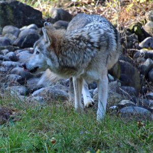 Photo of Mexican Gray Wolf "Omega"