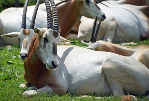 Photo of the Lehigh Valley Zoo's Scimitar Horned Oryx Herd