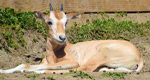 Oryx Breeding Program at LVZoo Facilitates Relocations, New Additions