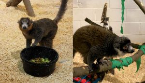 Photo composite of both of Lehigh Valley Zoo's mongoose lemurs - Mico (left) and Abby (right)