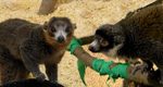 Lehigh Valley Zoo Welcomes Lemur Residents