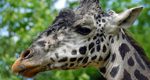 Lehigh Valley Zoo Mourns Loss of Murphy the Masai Giraffe