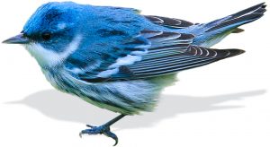 Photo of a Cerulean Warbler bird