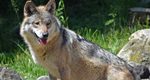Lehigh Valley Zoo’s Wolf Pack is Back!