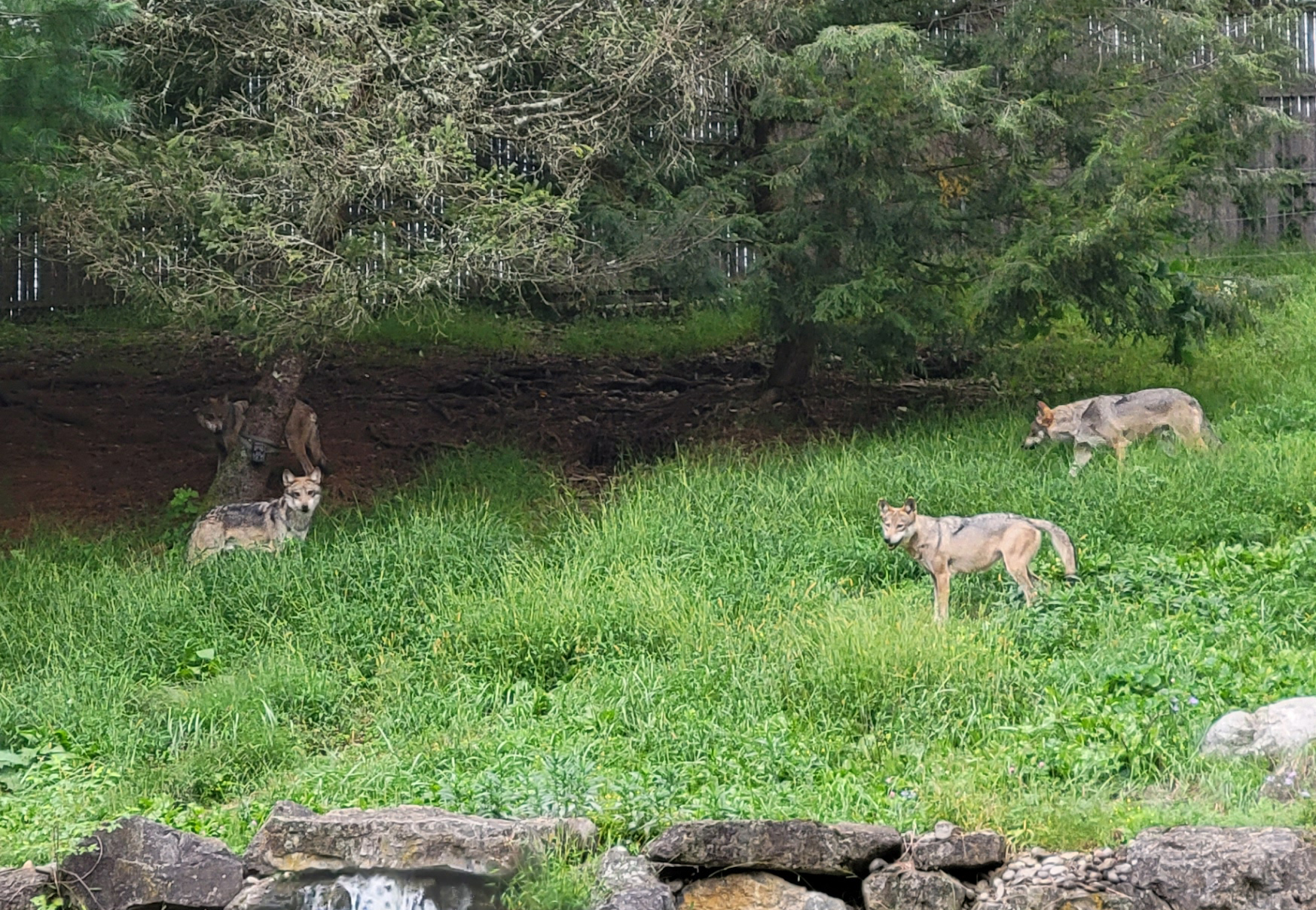 Lehigh Valley Zoo's Wolf Pack is Back! Lehigh Valley Zoo