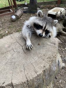 Meeko the Raccoon reaching across a stump and using her paws, displaying her dexterity