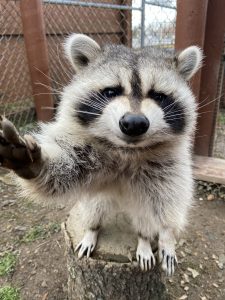 Meeko, the education raccoon
