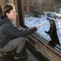 Zookeeper training with a North American river otter