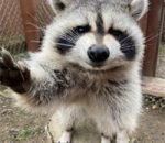 Recycling Raccoon? If She Can Do, It So Can You!