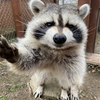 Meeko the Raccoon
