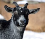 Alpine Goat