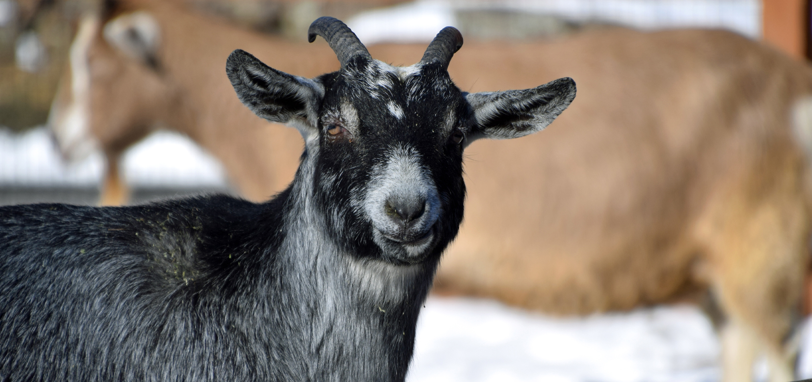 Alpine Goat - Lehigh Valley Zoo