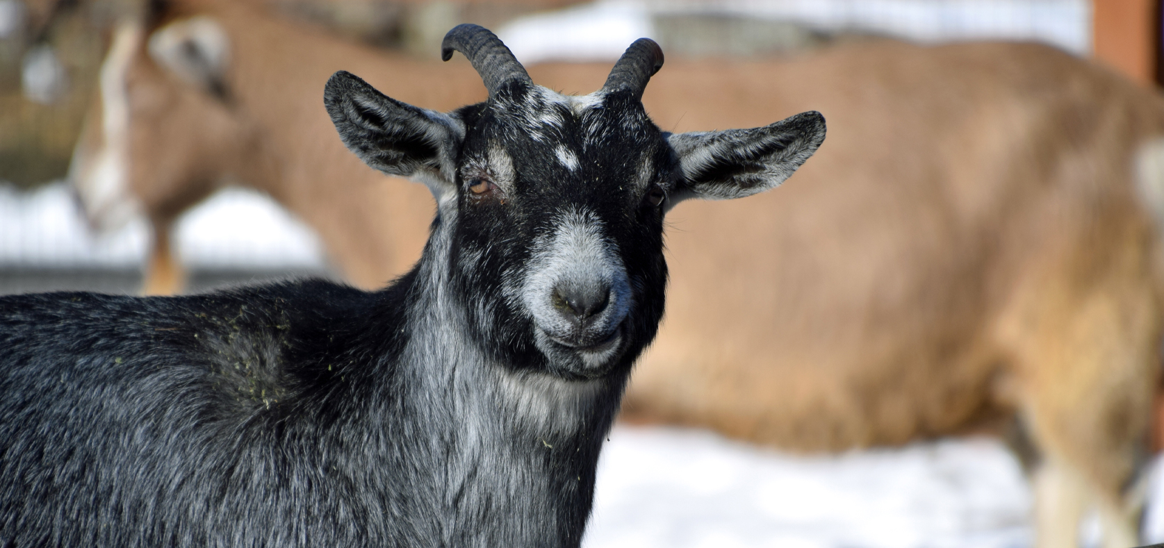Alpine Goat - Lehigh Valley Zoo Alpine Goat - Lehigh Valley Zoo