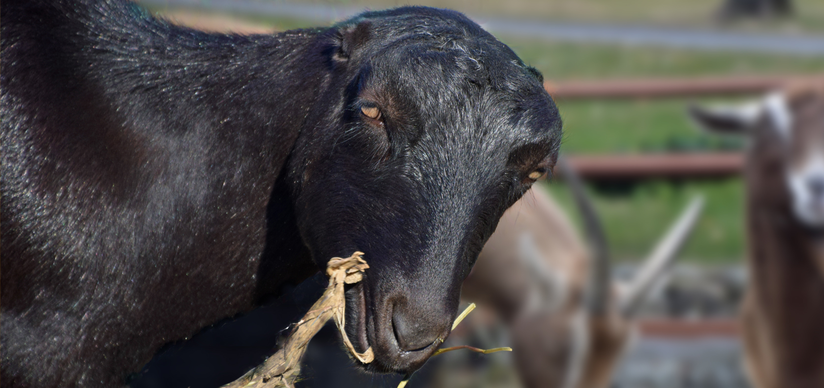 La Mancha Goat - Lehigh Valley Zoo