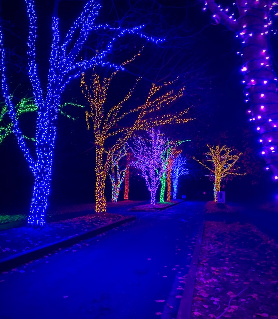 Trees covered in illuminated holiday lights