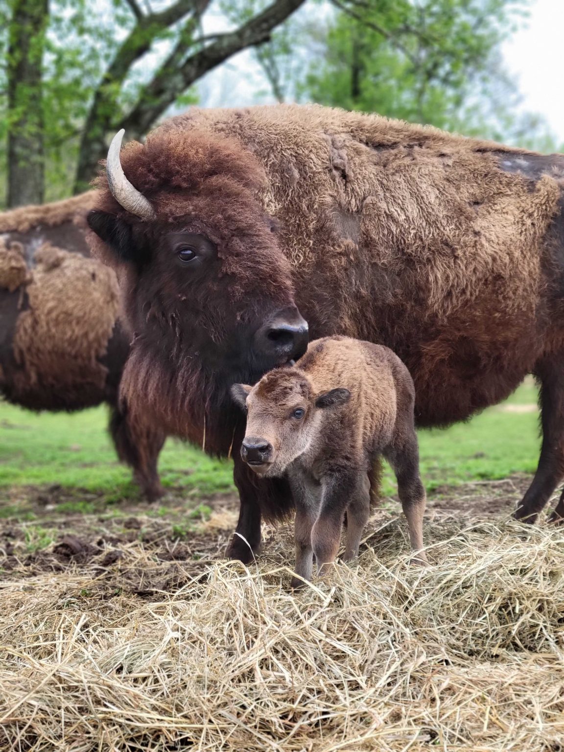 Bison Calf Born on Nature Preserve Lehigh Valley Zoo