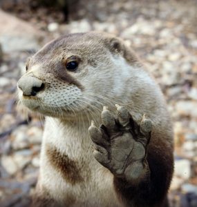 Luani, North American River Otter, raising his paw