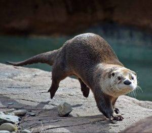 Luani running around his habitat