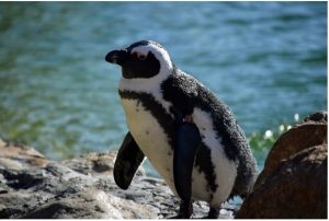 Photo of an African Penguin