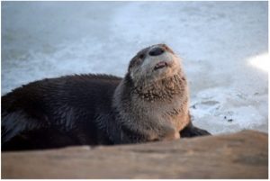 Photo of North American River Otter