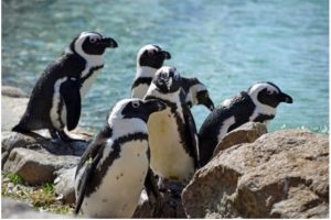 Photo of a colony of African Penguins