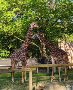 Masai Giraffes, Tatu and Joshua