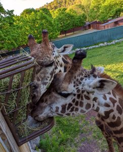 Masai Giraffes, Tatu and Joshua