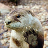 Thumbnail image of Luani, the North American River Otter